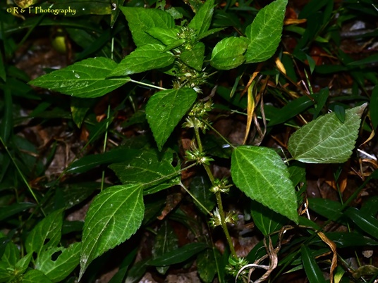 {Acalypha rhomboidea}